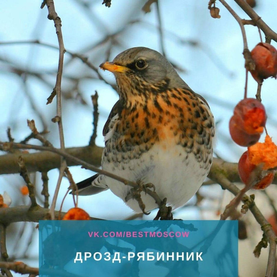 Зимующие птицы Москвы