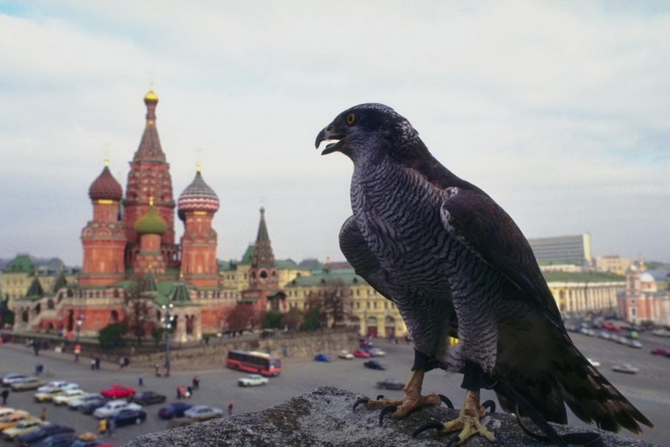 Сокол Сапсан в Москве