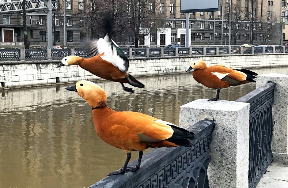 Огари утки в Москве
