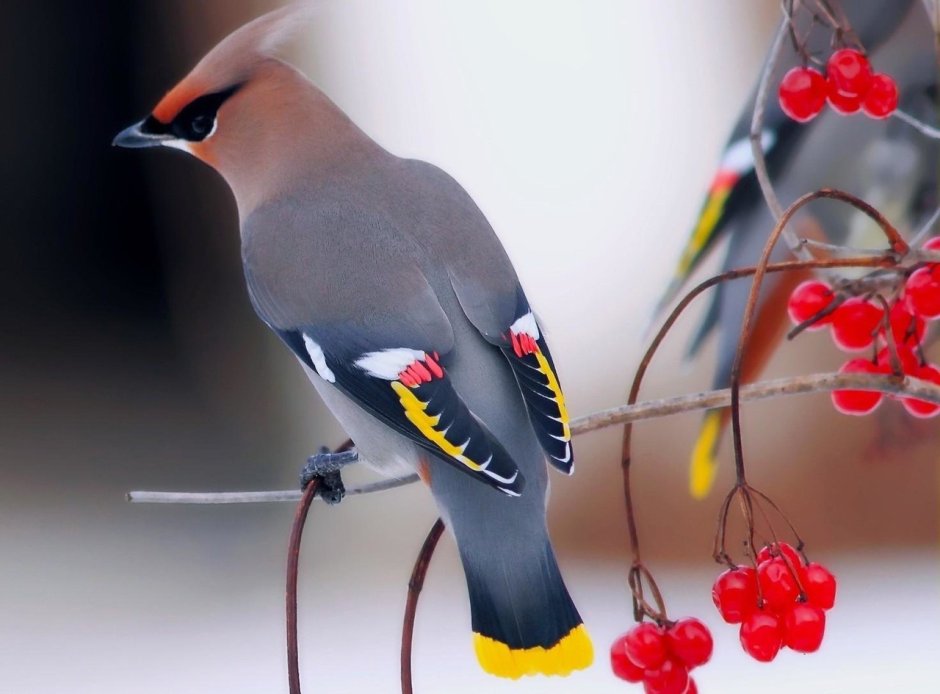 Bohemian Waxwing птица