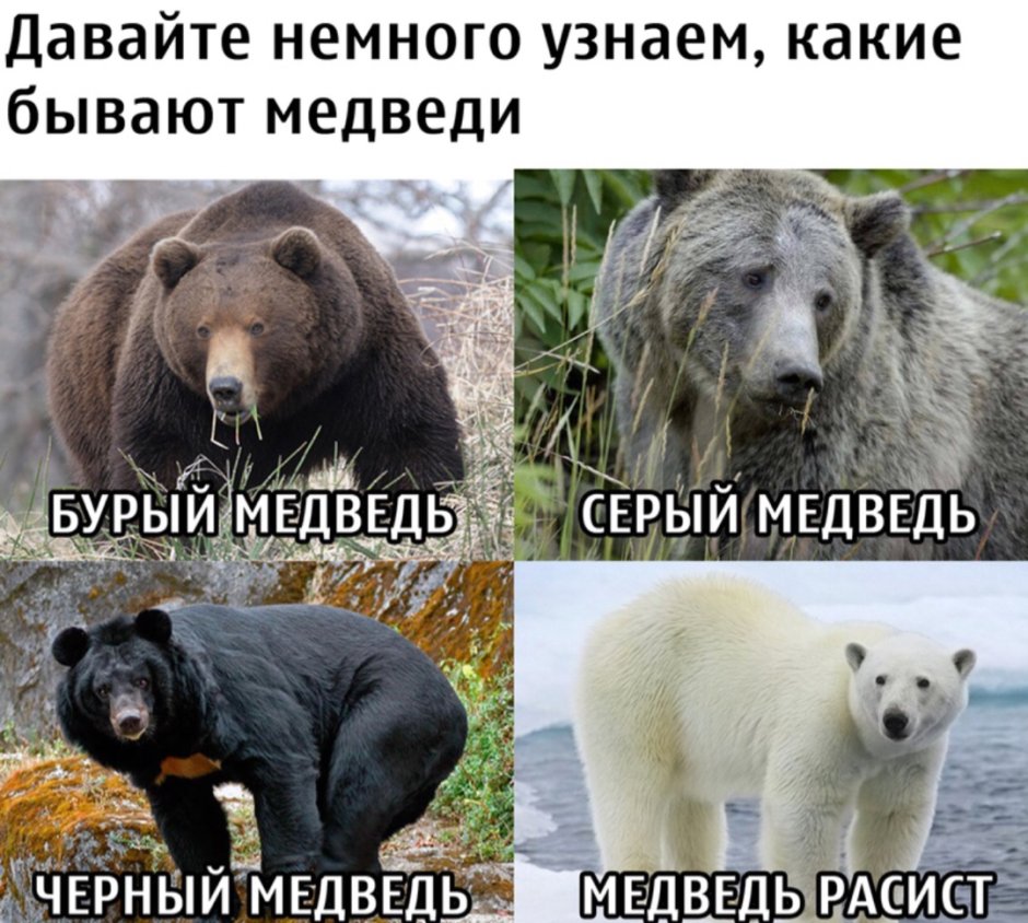 Медведь Кадьяк вес и рост