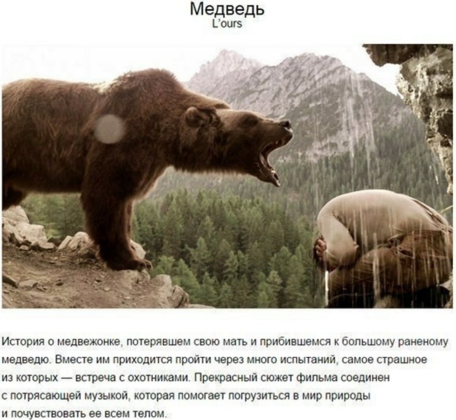Бурый медведь