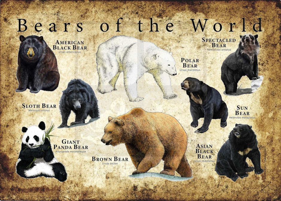 Плакат Bears