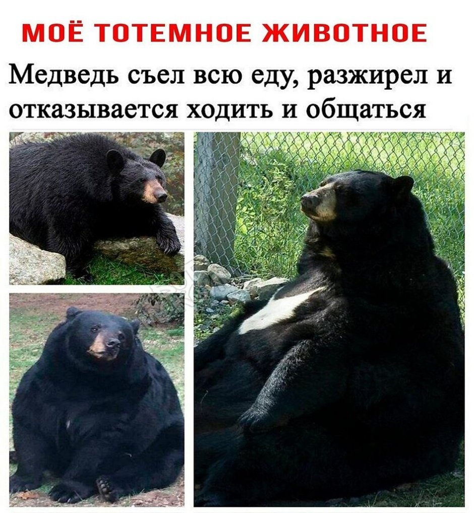 Гавайский медведь