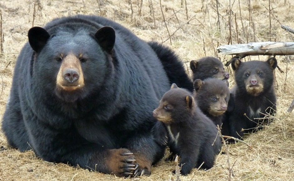 Очковый медведь Южной Америки
