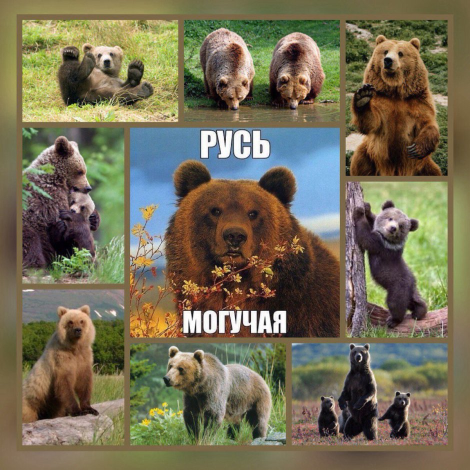 Отряд Хищные семейство Медвежьи