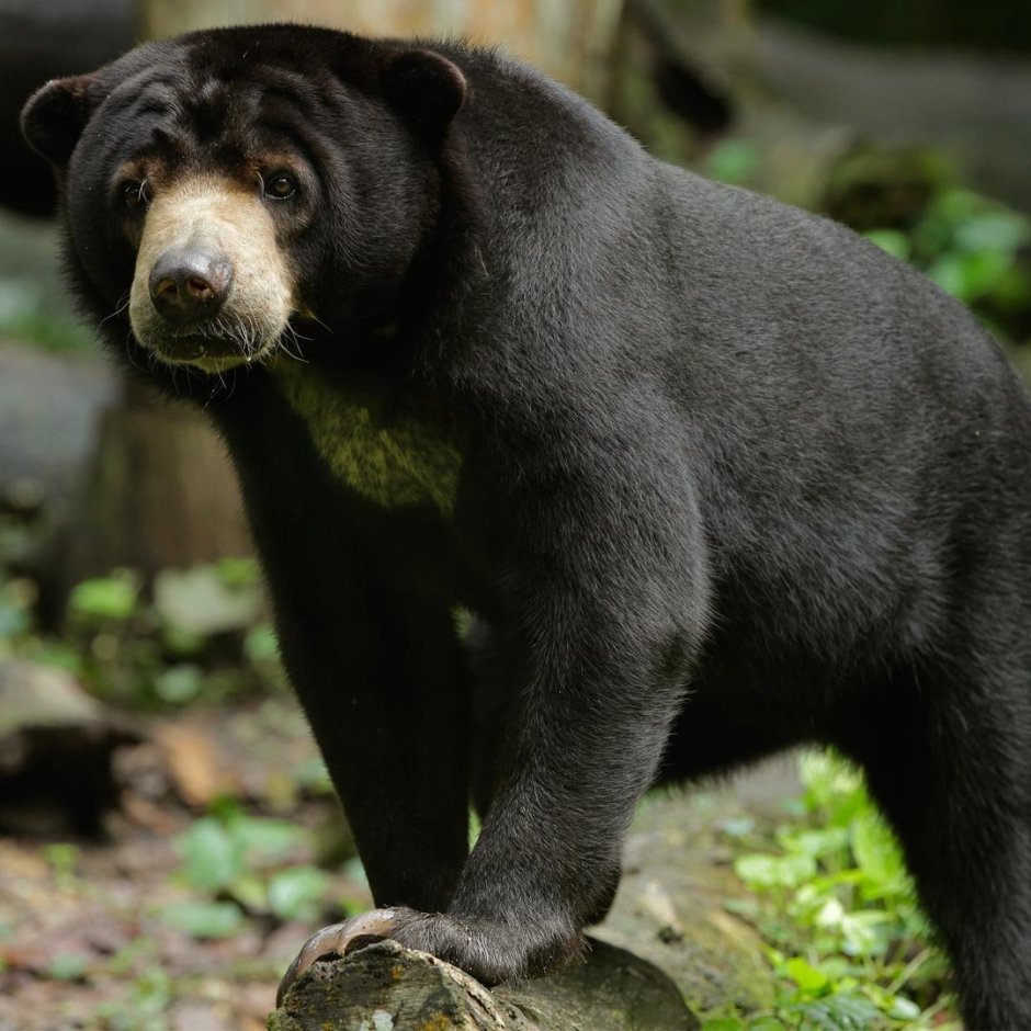 Ursus americanus