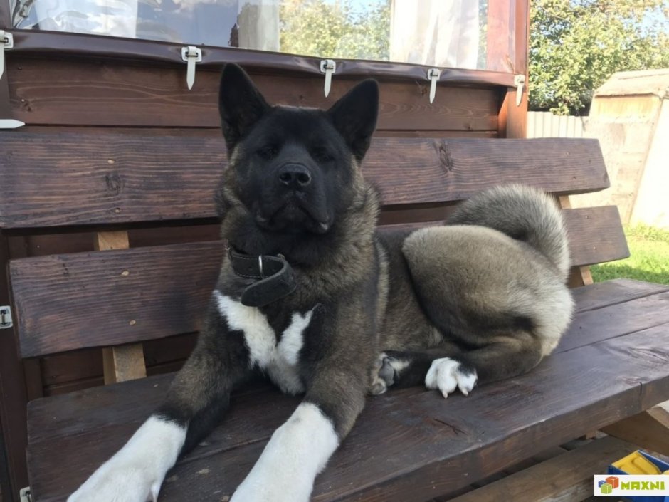 Akita-Husky Mix
