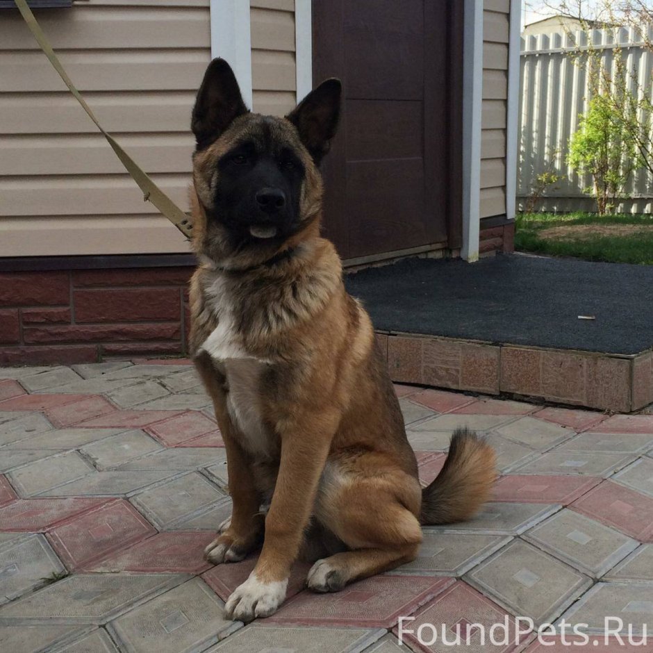 Акита овчарка