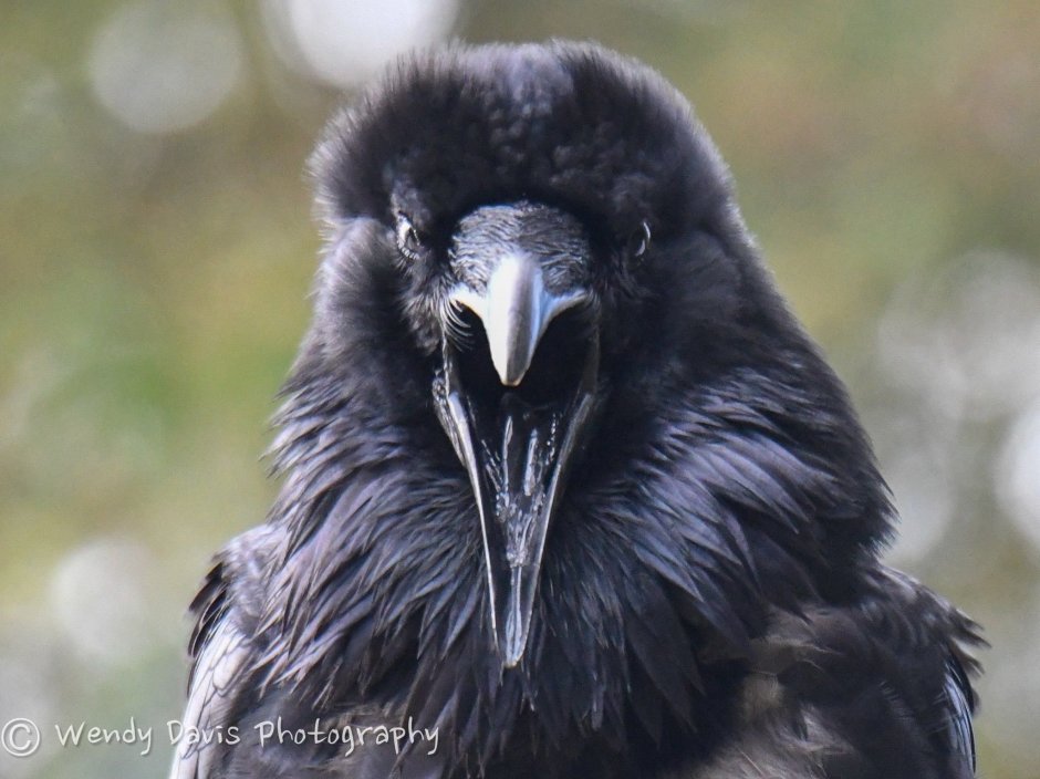Wendy Davis photographer Raven