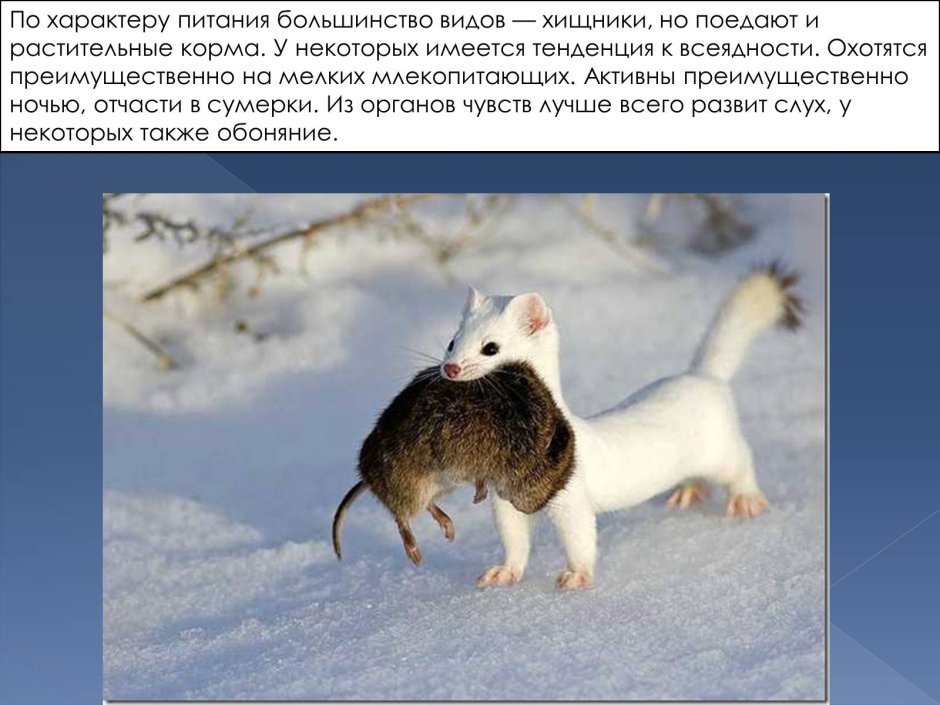 Куница ласка горностай