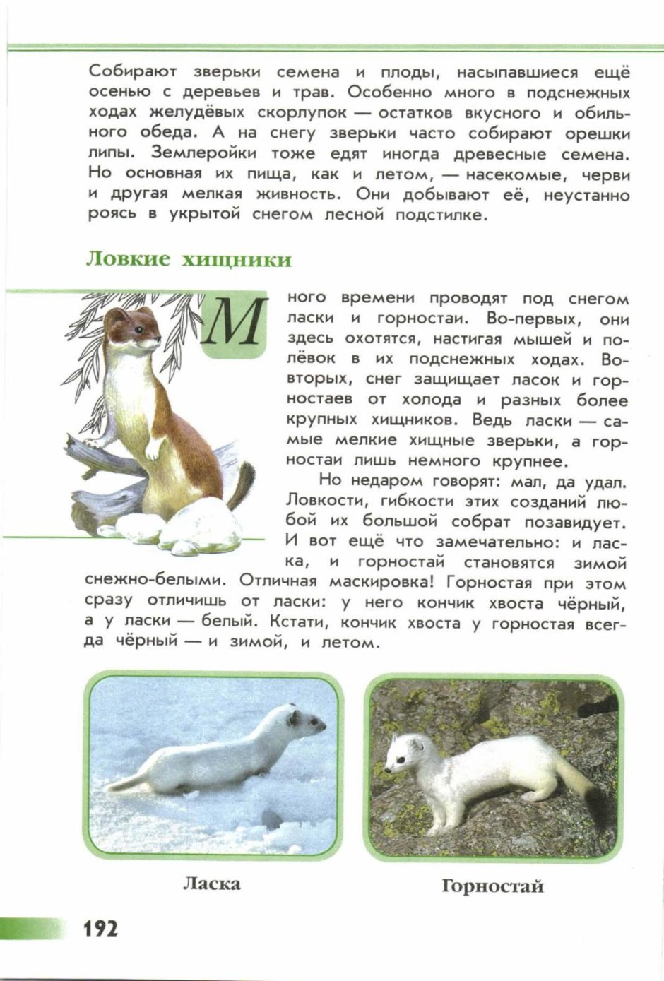 Куница ласка горностай