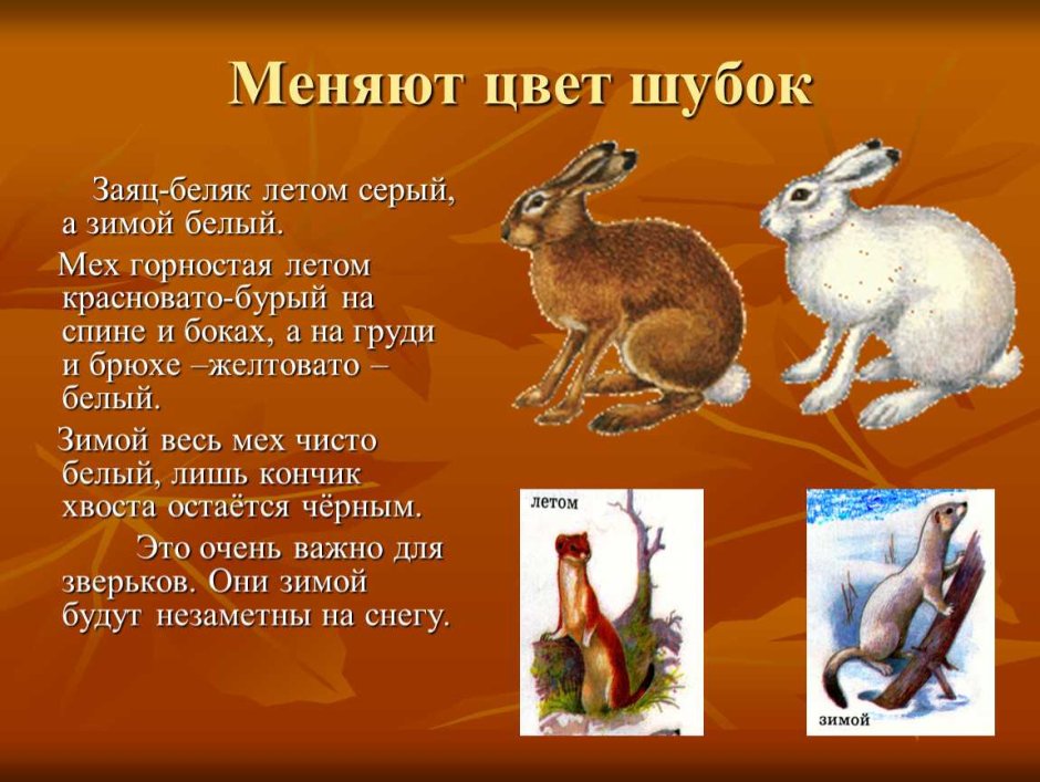 ОП ОП горностай