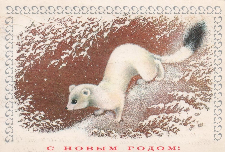 Ласка зимой