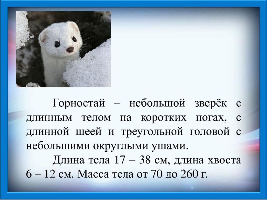 Горностай ручной