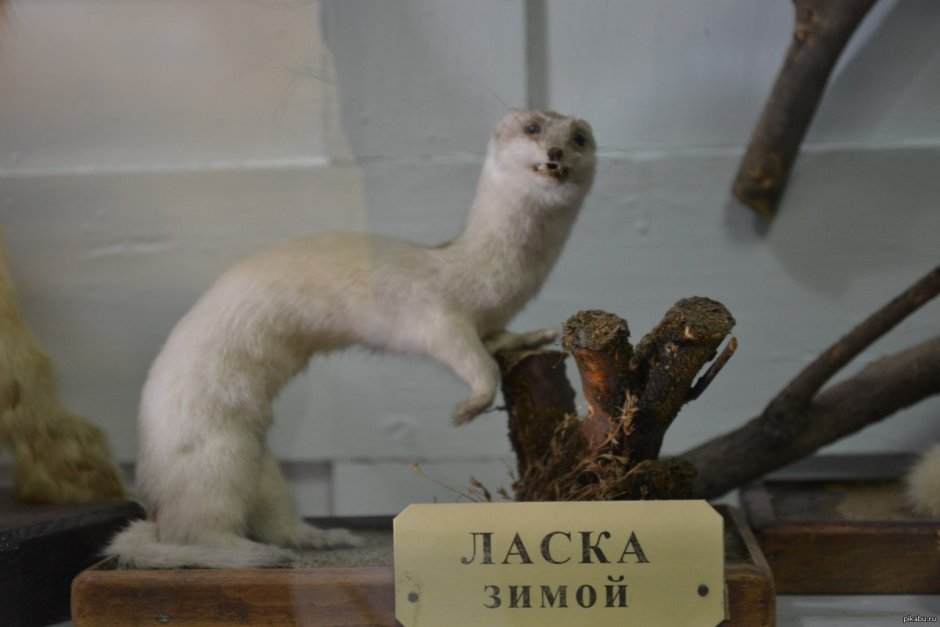 Сохондинский заповедник горностай