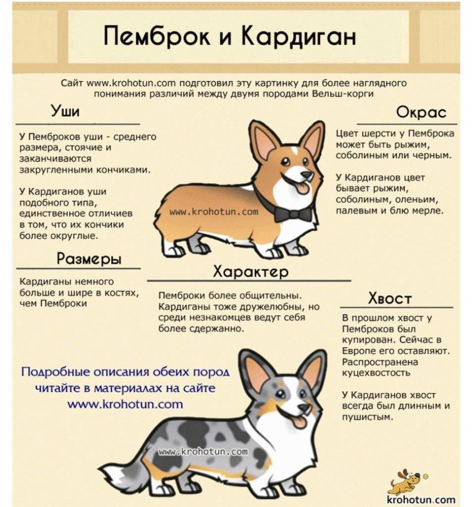Корги вельш пемброк и кардиган разница