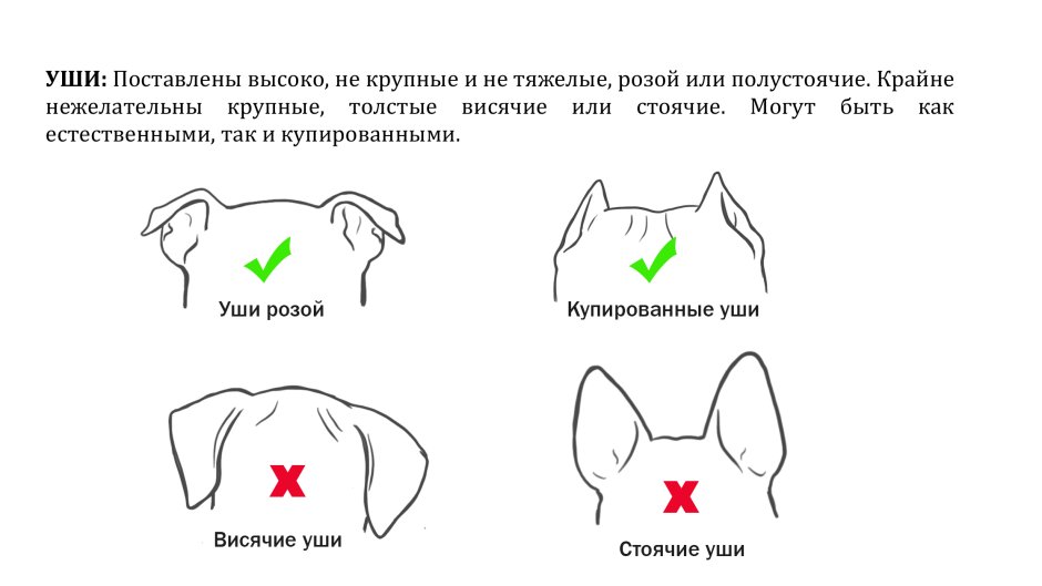 Американский булли купирование ушей