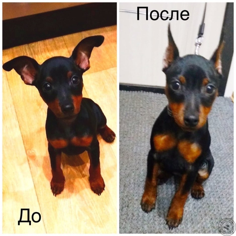 Цвергпинчер с некупированными ушами