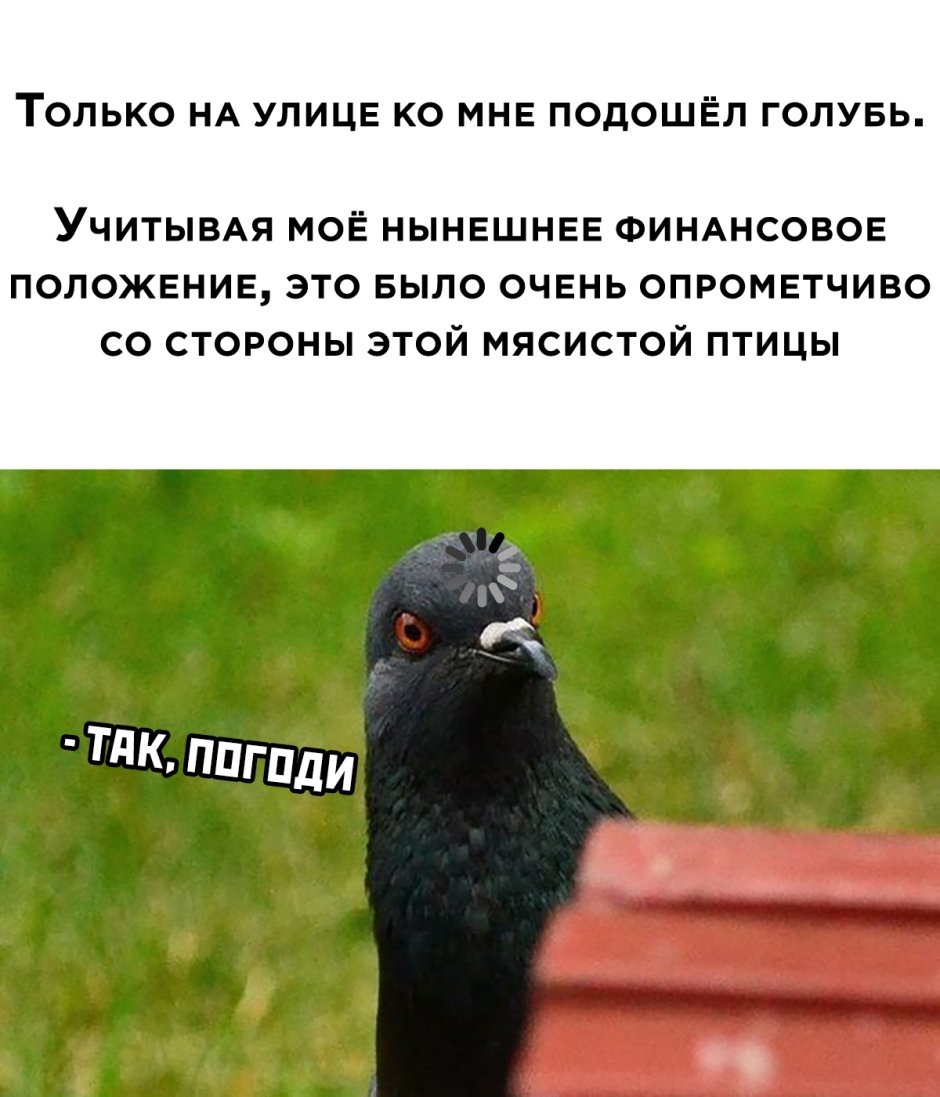 Воркование голубей