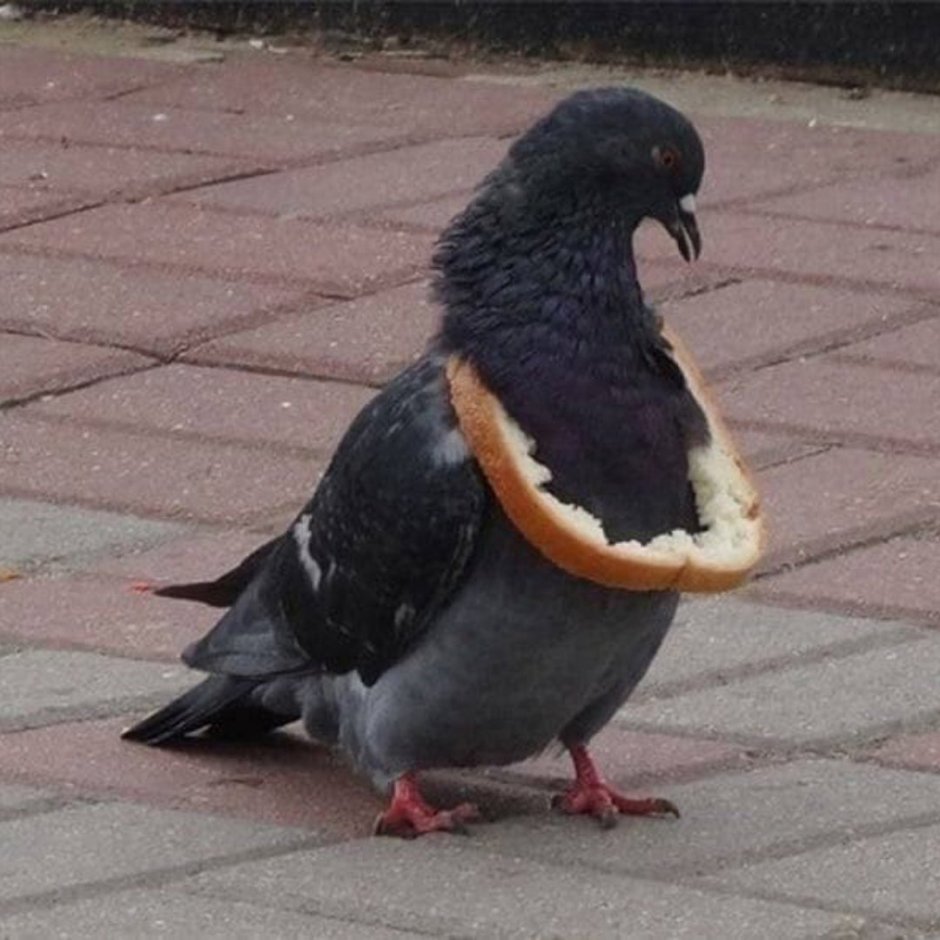 Голубь на белом фоне для детей