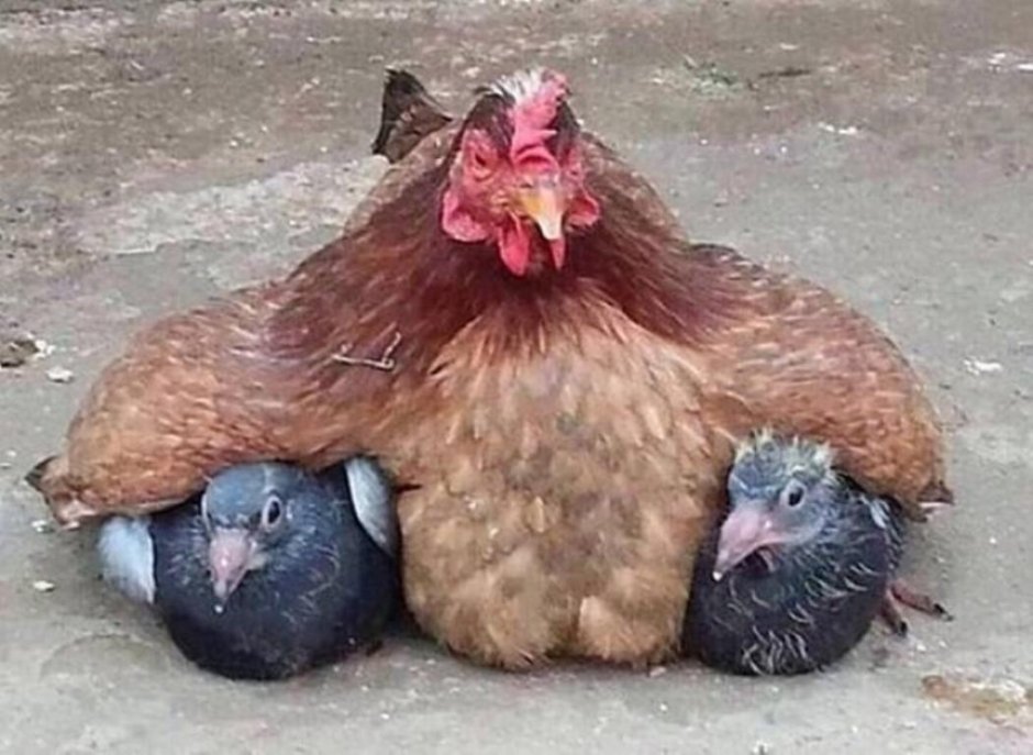Голубь в шляпе