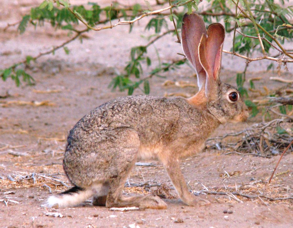 Post Bunny