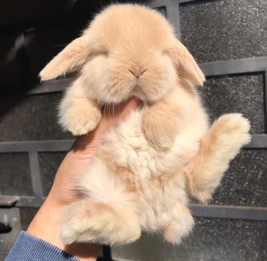 Котенок и Зайчонок