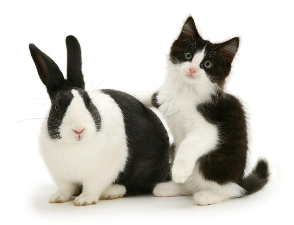 Котик и зайчик