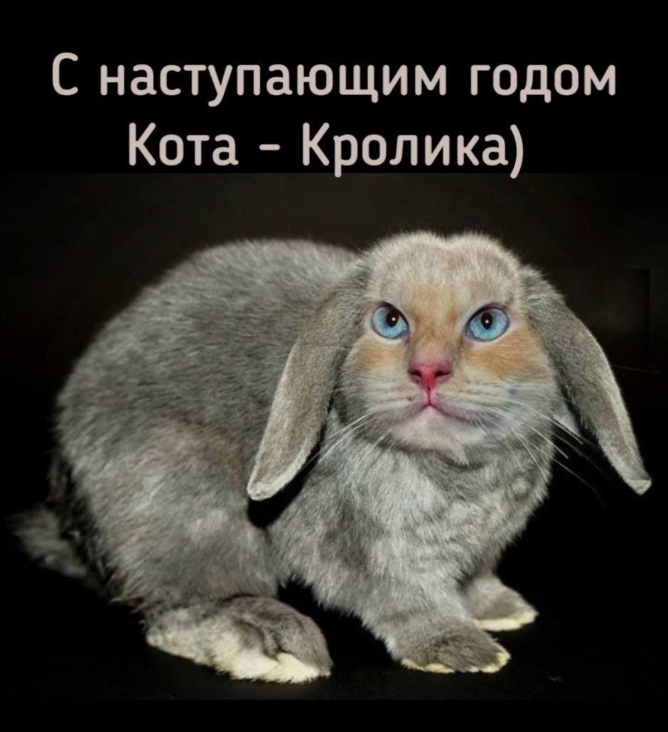 Кот скрещенный с кроликом