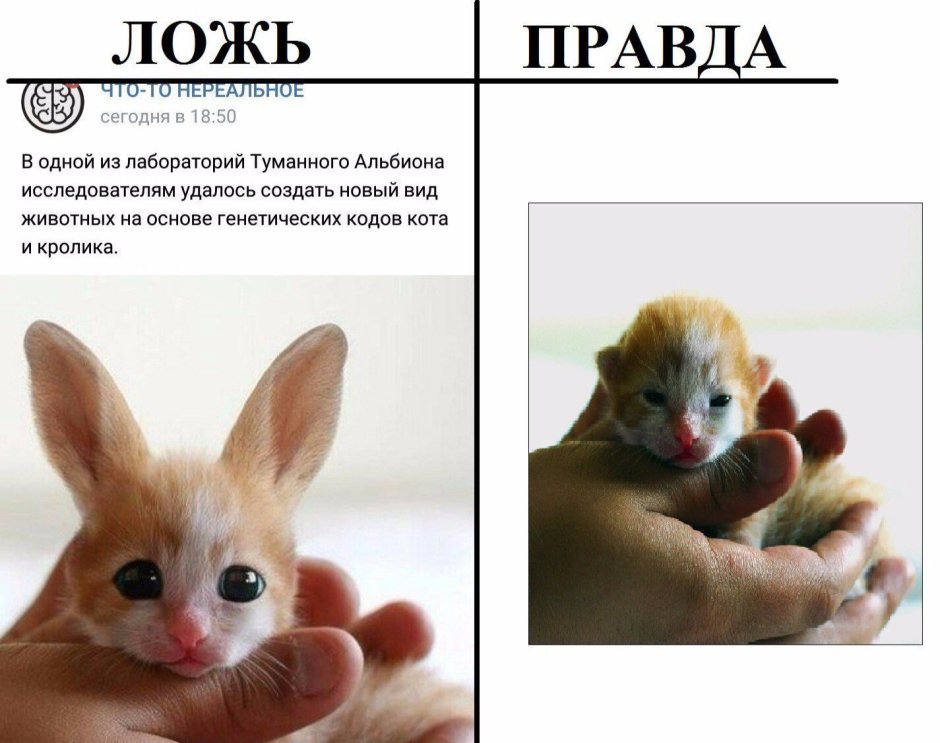 Смесь кота и кролика
