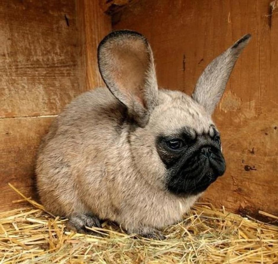 Bunny s