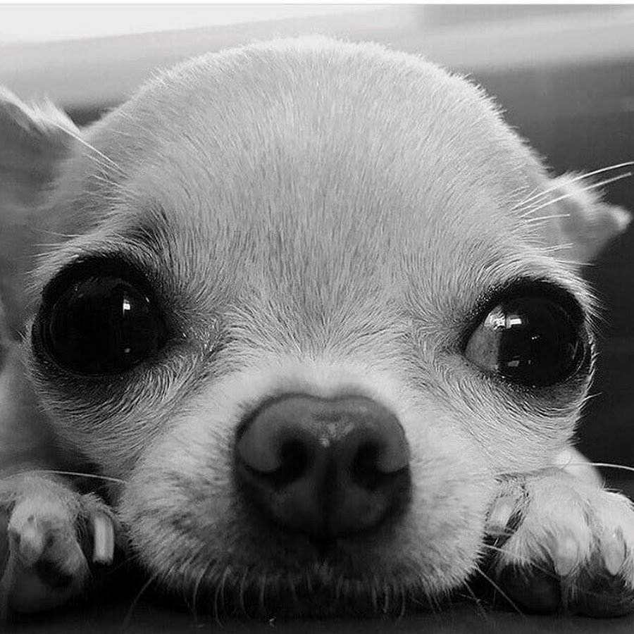 Лабрадор ретривер