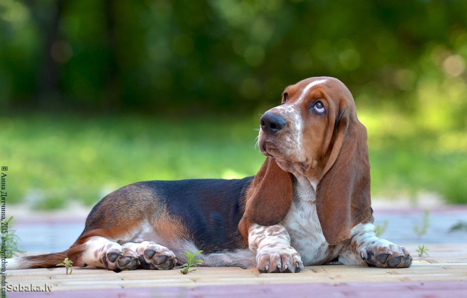 Бассет-хаунд щенок