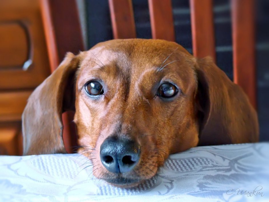 Взгляд таксы