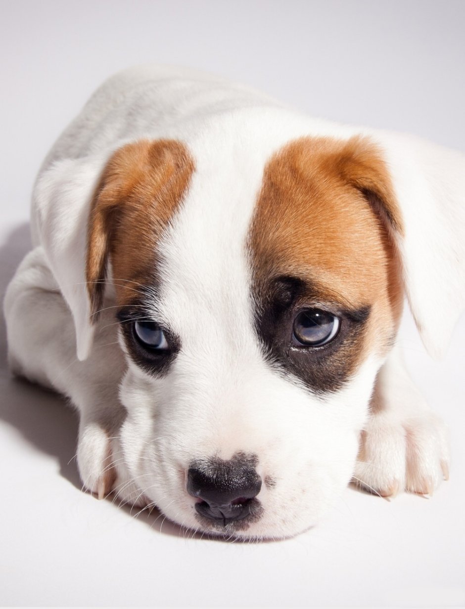 Грустная собака на белом фоне