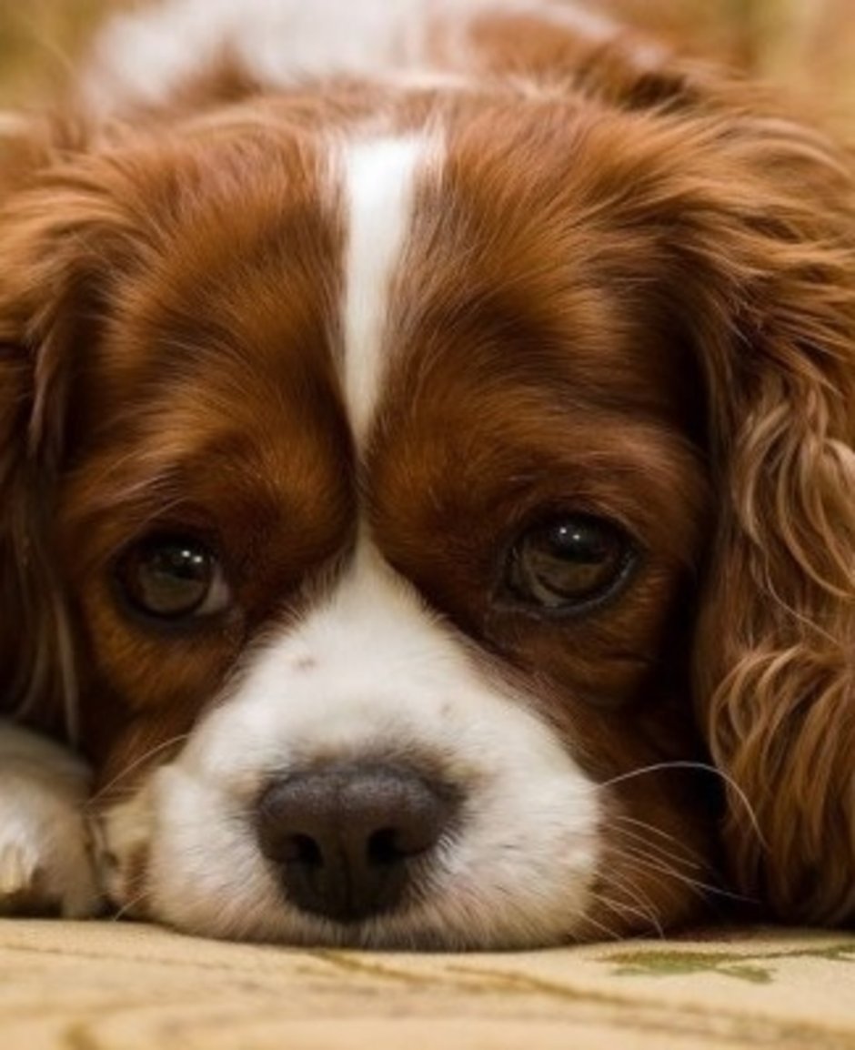 Скучающая собака