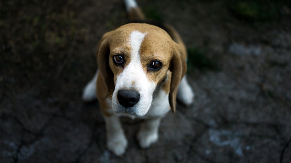 Щенячьи глазки