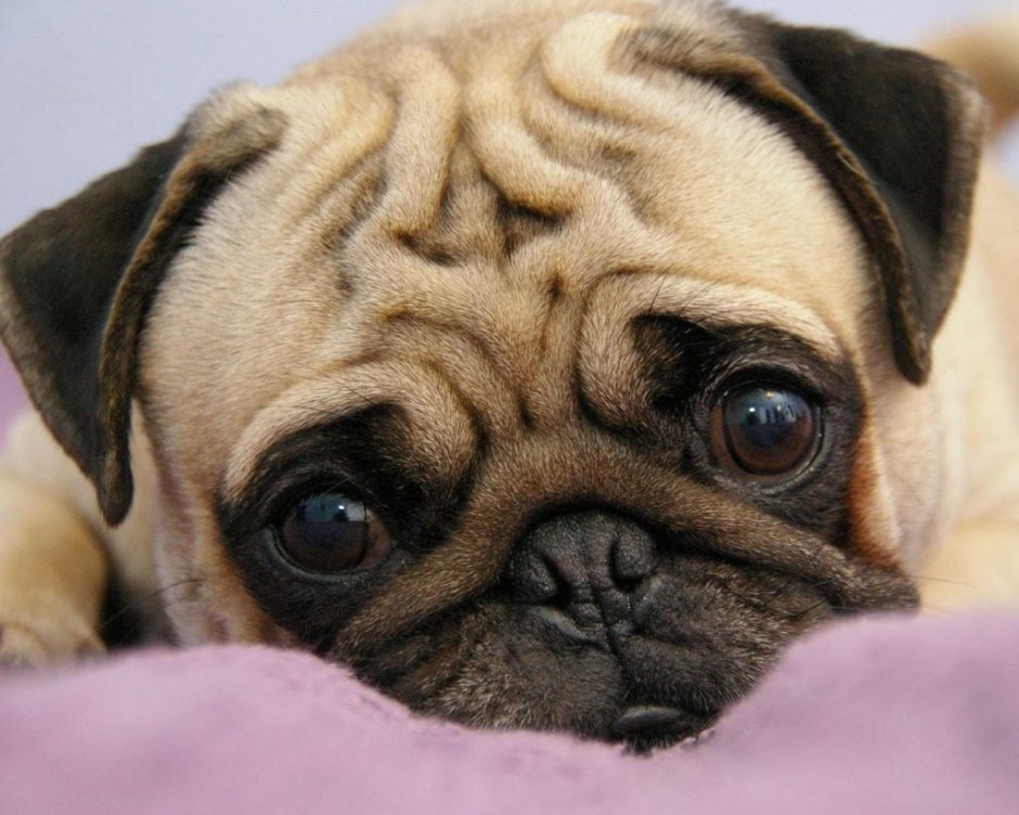 Щенячьи глазки