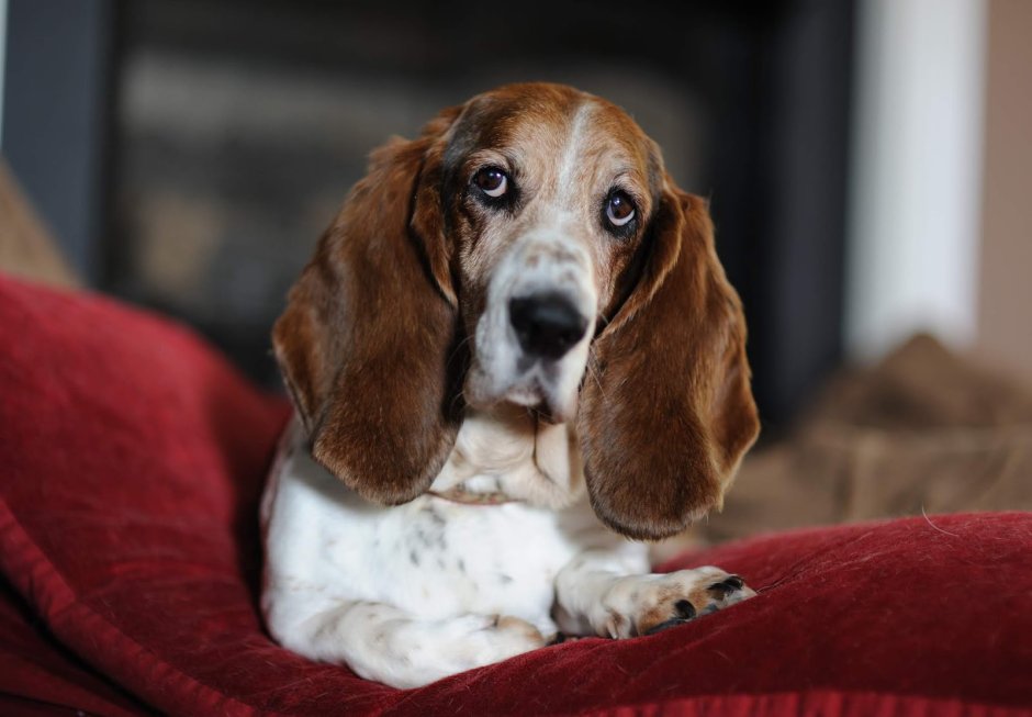 Порода Бассет хаунд