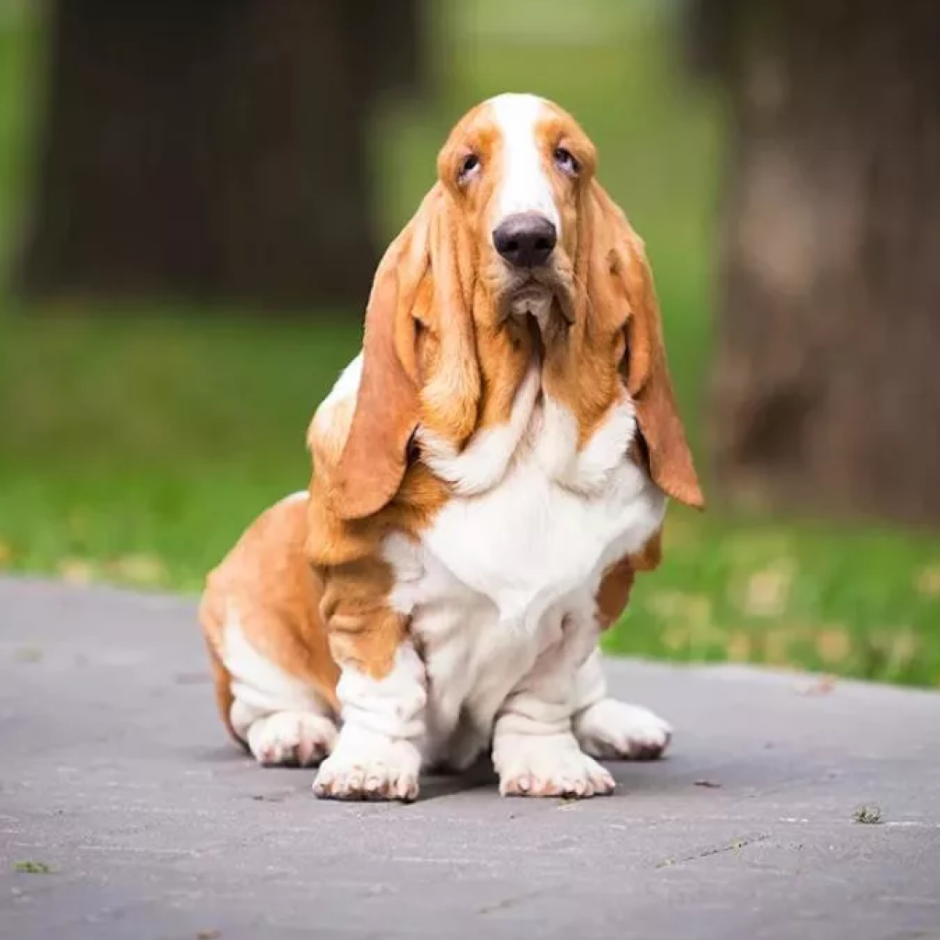 Собака Бассет хаунд