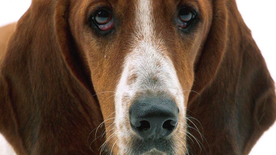 Бассет хаунд морда
