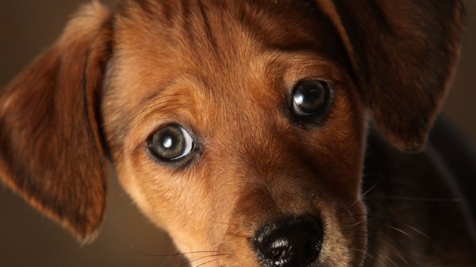 Щенячий взгляд