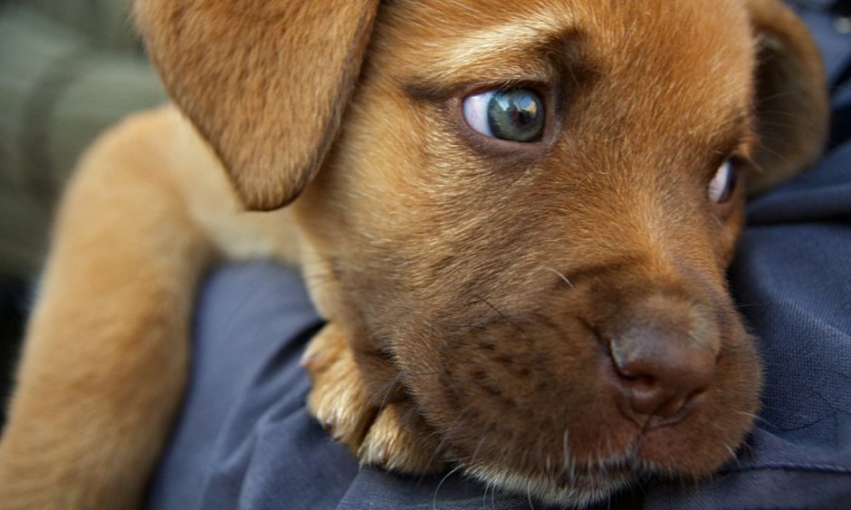 Грустный песик