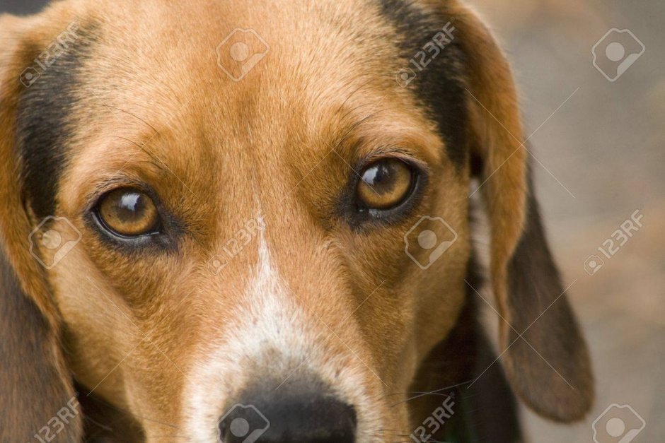 Бассет хаунд гончая