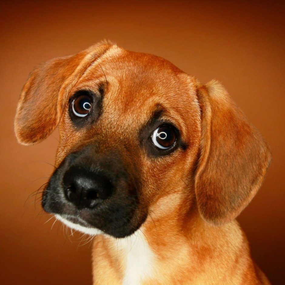 Такса морда