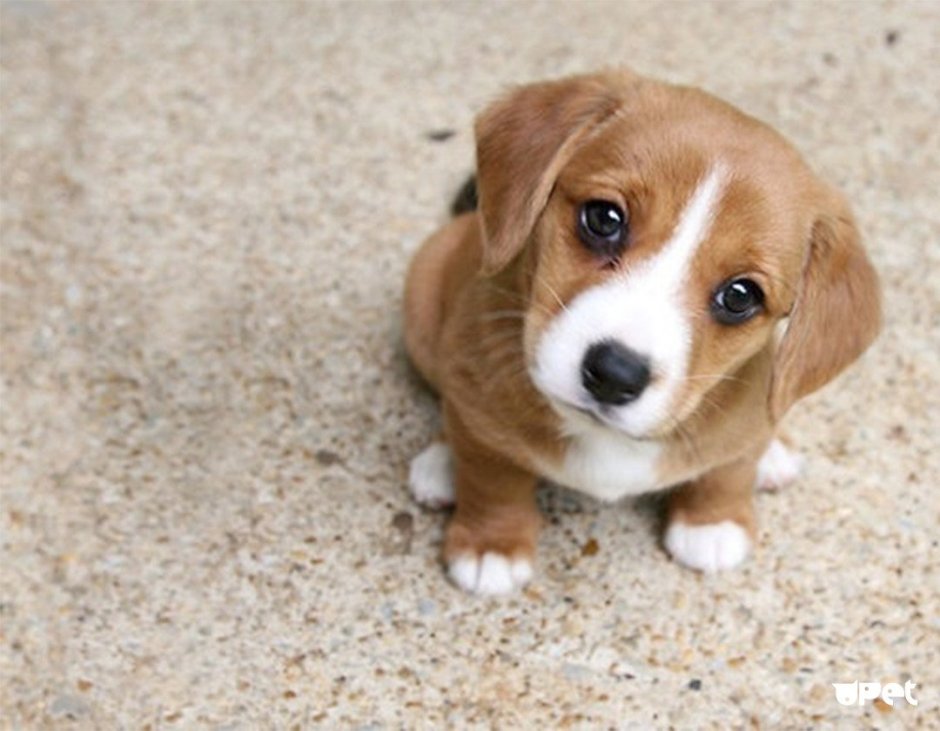 Порода собак Бигль