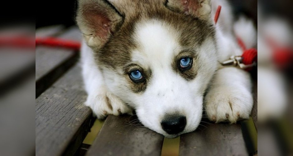 Грустная собака