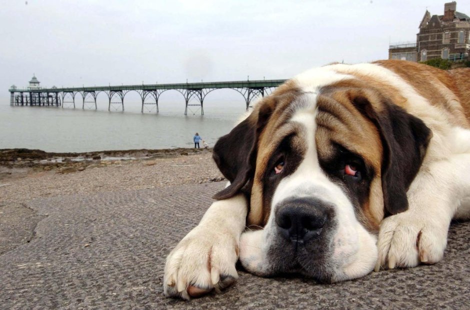 Морда собаки