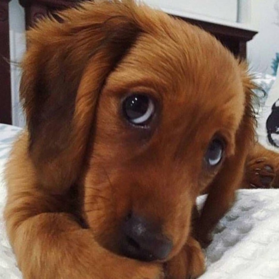 Собака с грустной мордой